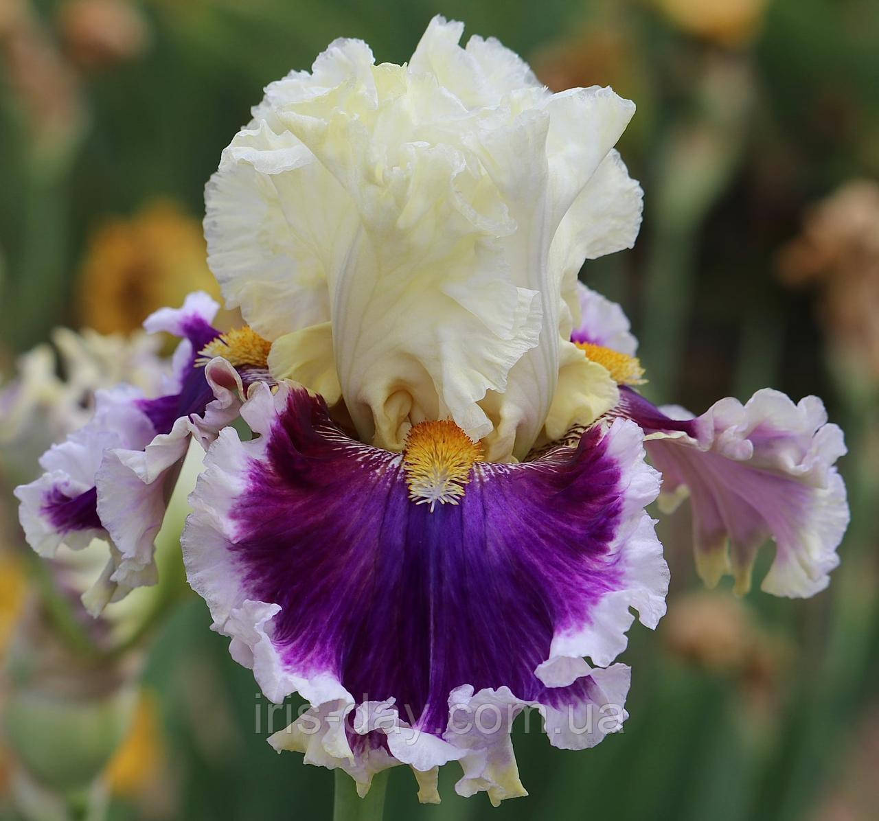 Ірис Smashing Sensation (Johnson 2021) (сажінки), фото 1