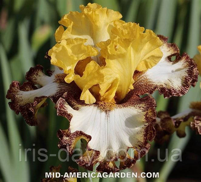 Ірис What A View (Johnson 2020) (сажінки), фото 1