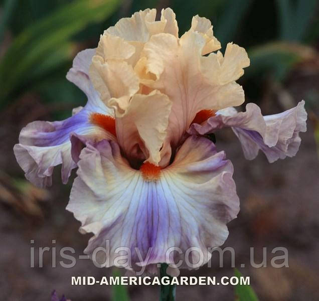 Ірис Gossamer Veil (Keppel 2019) (сажники), фото 1