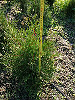 Туя західна 'Брабант' (Thuja occidentalis 'Brabant') з комом землі розмір 120-140см
