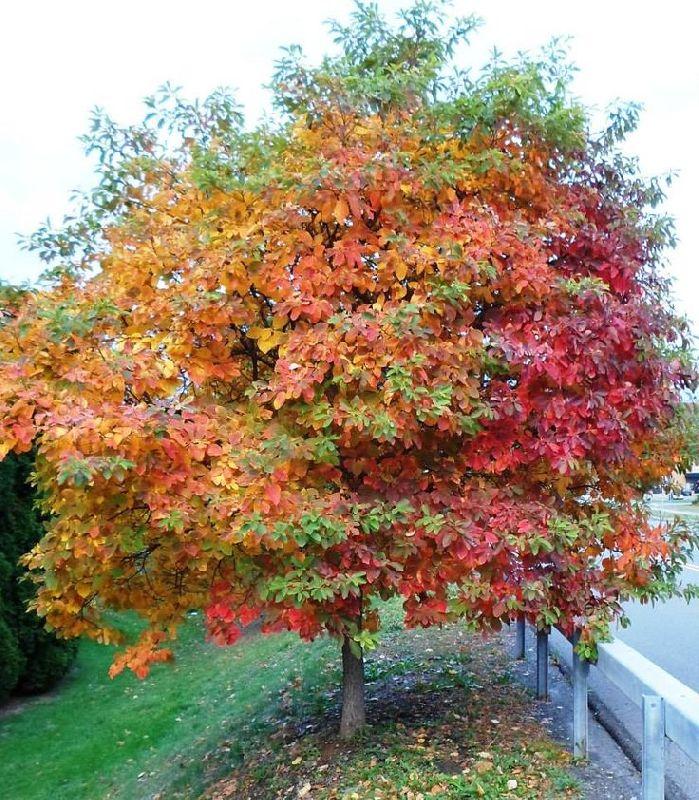 Sassafras albidum, Сафарс білявій, Сасафрас білий, 160 см.