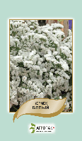 Насіння квіти Кермек білий 0,2г. Агропак плюс