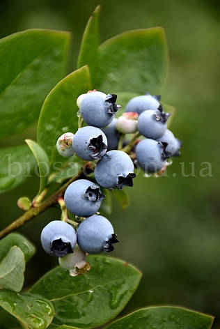 Лохина Нортблю (Northblue), суперранній сорт, 3-річний саджанець, фото 1