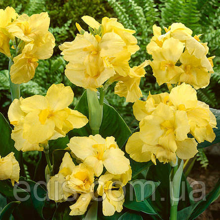 Канна низькоросла Yellow Futurity, фото 3