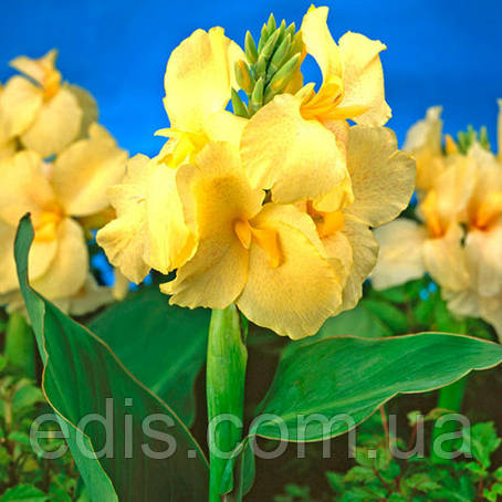 Канна низькоросла Yellow Futurity, фото 1