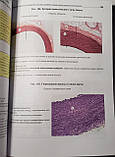 Кузнєців С. Л., Мушкамбарів Н., Горянка В. Л. Атлас з гістології, цитології та ембріології, фото 9