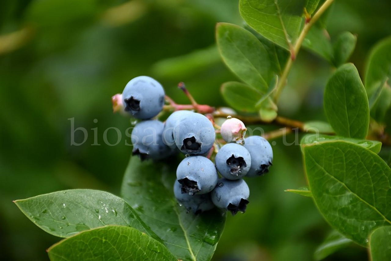Лохина Норткантрі (Northcountry), суперранній сорт, 3-річний саджанець