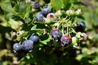 Лохина Торо (Toro), середній сорт, 2-річний саджанець