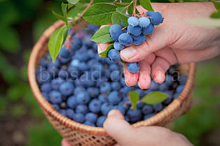 Лохина Елліот (Elliott), пізній сорт, 2-річний саджанець