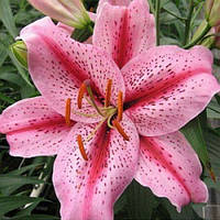 Лілія гігант ароматна Olimpic Torch ОТ-гібрид цибулини