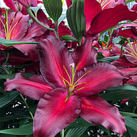 Лілія гігант Avinger ОТ-гібрид цибулини