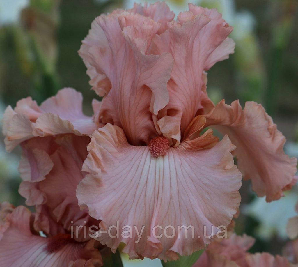 Ірис Sussudio (Johnson 2019) (сажінки), фото 1