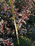 Пухироплідник Physocarpus opulifolius 'Diablo', фото 4