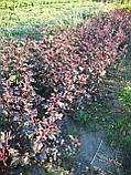 Пухироплідник Physocarpus opulifolius 'Diablo' горщик 2л, фото 4