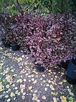 Пухироплідник Physocarpus opulifolius 'Diablo' горщик 2л