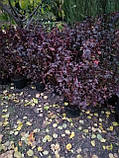 Пухироплідник Physocarpus opulifolius 'Diablo', фото 5
