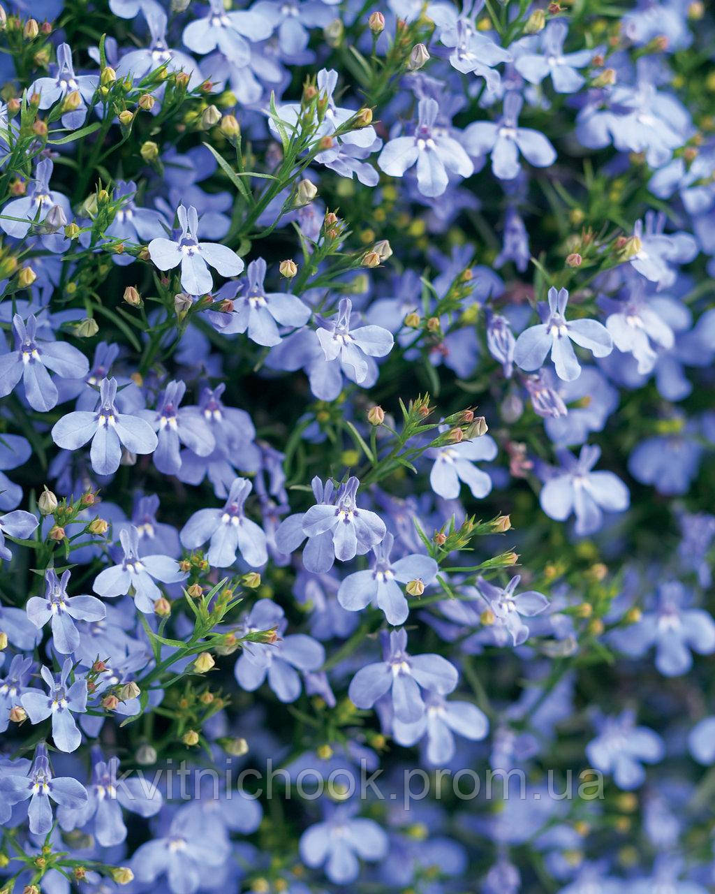 Лобелия небесно-голубая компактная - Lobelia Laura Sky Blue рассада в горшке 8см - фото 1 - id-p1383708722