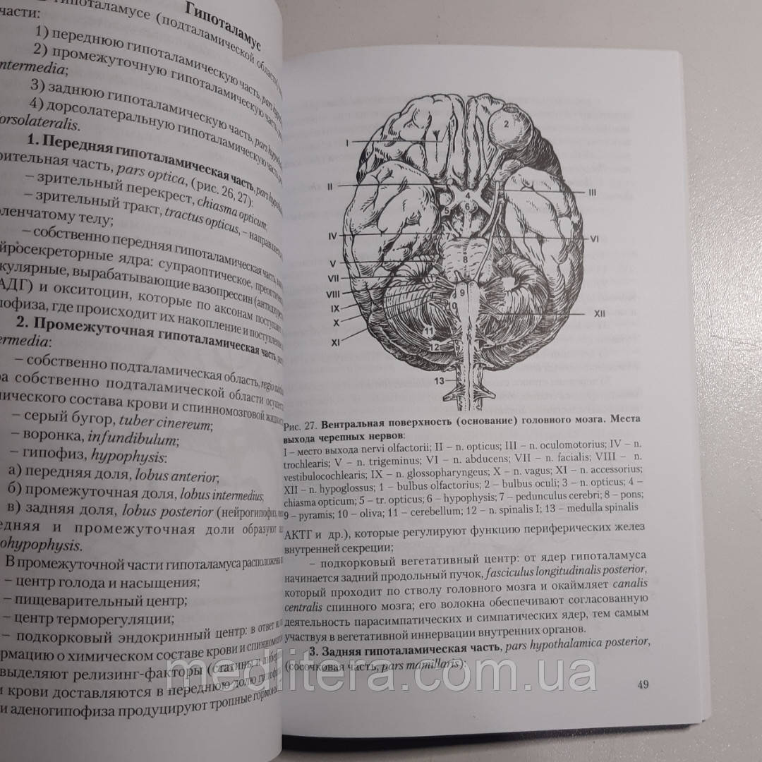 Гайворонский И.В., Ничипорук Г.И. Анатомия центральной нервной системы 2020 г. - фото 4 - id-p522036472