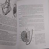 Гайворонський В. В., Ничипорук Р. В. Анатомія органів сечостатевої системи 10-е видання 2020 рік, фото 3