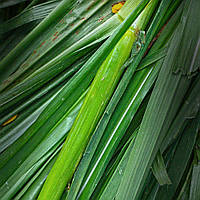 Vetyver Type  №14, виробник США (Brambleberry), ваніль 0%