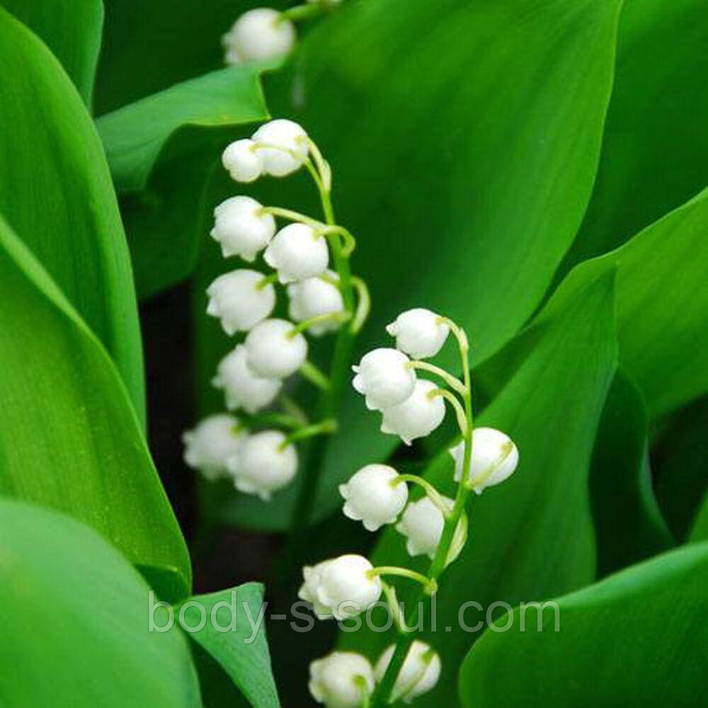 Lily Of The Valley №34, виробник США (Brambleberry), ваніль 0%