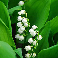 Lily Of The Valley №34, виробник США (Brambleberry), ваніль 0%