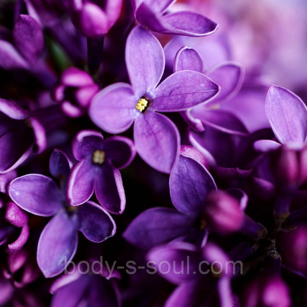 Night Violet №40, виробник США (Brambleberry), ваніль 0.2%