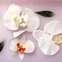 Blushing Orchid №8, виробник США (Brambleberry), ваніль 2%