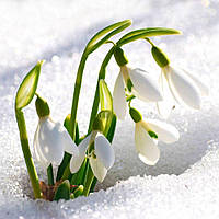 Sparkling Snowdrop, виробник США (Brambleberry), ваніль 0%