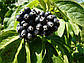 Елеутерокок (canthopanax), фото 2