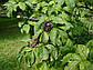 Елеутерокок (canthopanax), фото 3