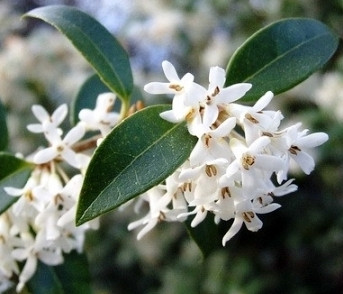 Властивості олії квіток Османтуса Олія квіток османтуса