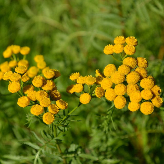 Блакитна пижмо властивості Властивості пижма Блакитний