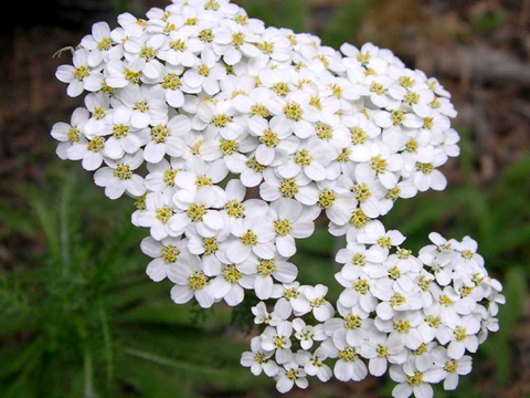 Властивості деревію Деревій звичайний властивості