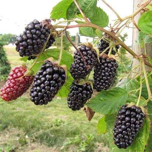 Саджанці ожини, крупноплідна безколючкова, фото 1