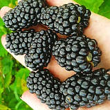 Саджанці ожини, крупноплідна безколючкова, фото 2