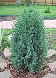 Ялівець китайський Стрикта С2  ( Juniperus chinensis Stricta ), фото 2