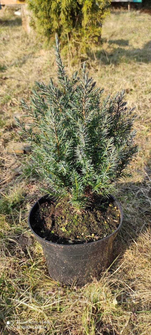 Можжевельник китайский Стрикта С2 ( Juniperus chinensis Stricta ) - фото 4 - id-p1384035532