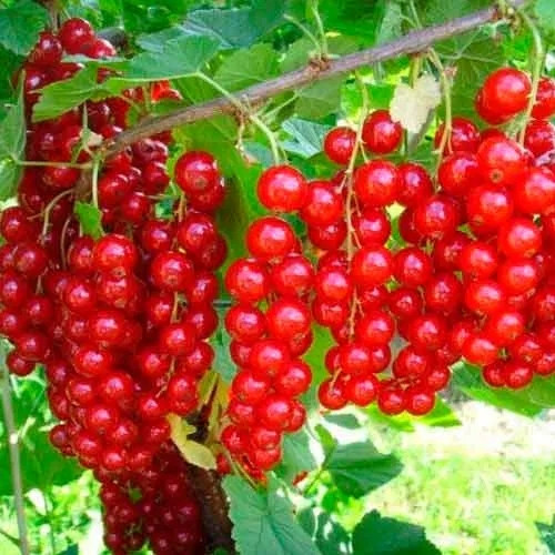 Саджанці Червона смородина ( Порічки ) сорт Каскад