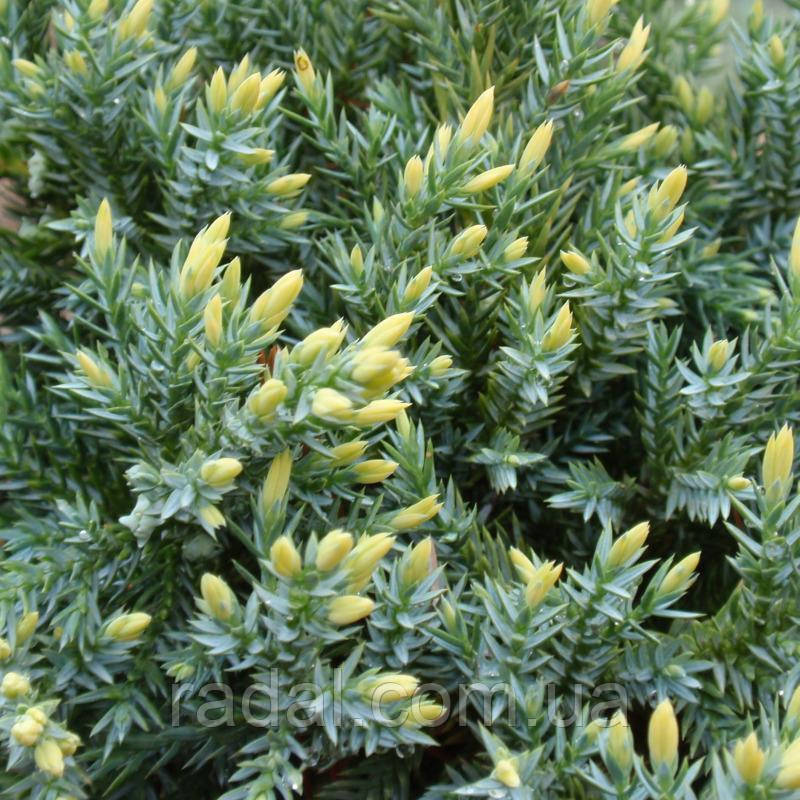 Можжевельник чешуйчатый Дрим Джой С2 (Juniperus squamata Dream Joy) - фото 1 - id-p1384037554