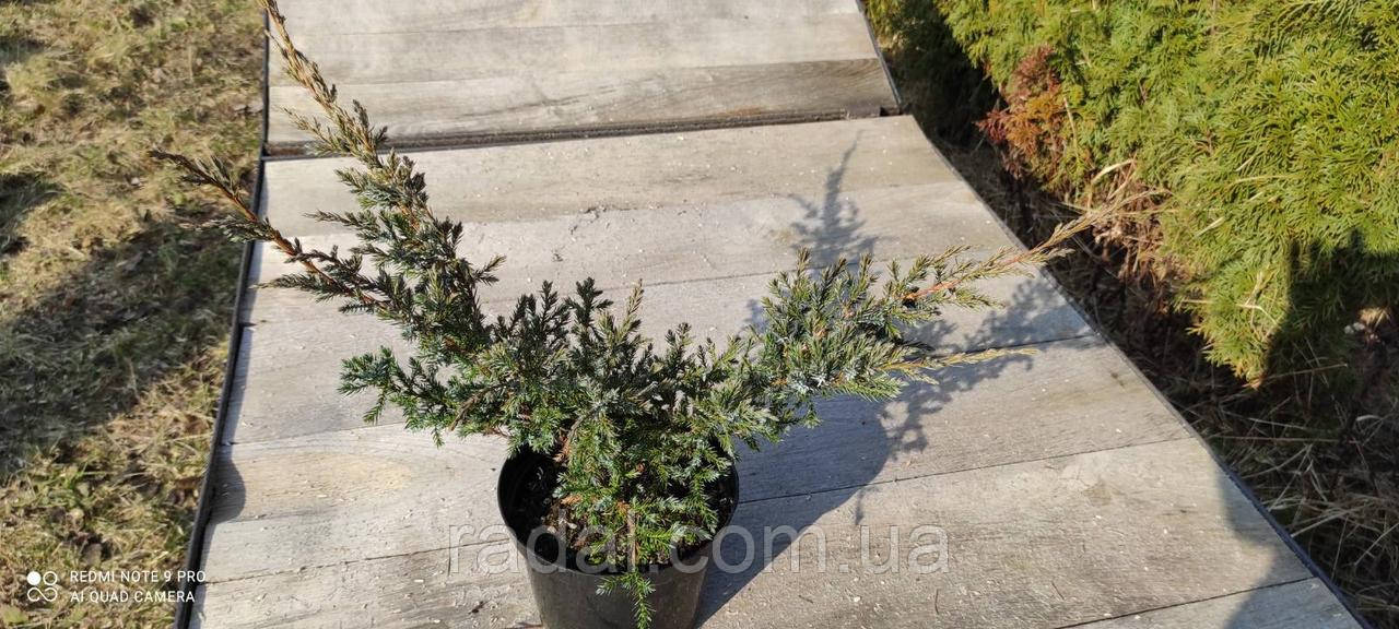 Можжевельник чешуйчатый Дрим Джой С2 (Juniperus squamata Dream Joy) - фото 2 - id-p1384037554