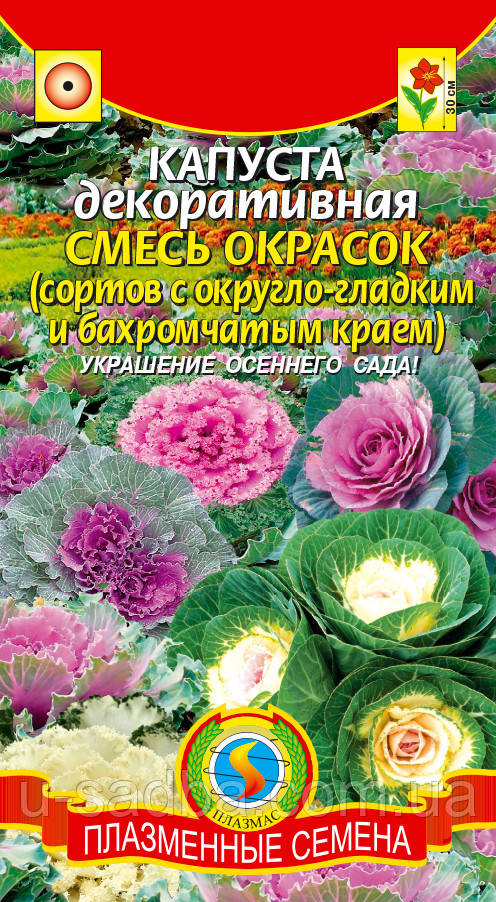 Капуста декоративна Суміш забарвлення 15 шт (Плазмінне насіння)