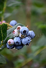 Ексклюзив! Лохина Чіппева (Chippewa), ранній сорт, 2-річний саджанець