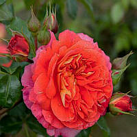 Саджанці троянди флорибунда Брати Грімм (Rose Gebruder Grimm)