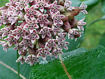 Ваточник сирійський (ласточник) насіння