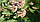 Ваточник сирійський (ласточник) (ваточник сірійський),кореневища, ОКС, фото 2