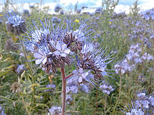 Фацелія пижмолисна сорт Аліна, чистота 99%, насіння 1 кг