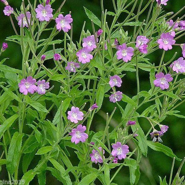 Верболоз дрібноквітковий волохатий насіння