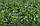 Люцерна посівна (люцерна посівна - укр.) насіння, фото 4