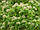 Еводія Даніеля, Тетрадиум Даніеля (Euodia daniellii / Tetradium daniellii), насіння, фото 9